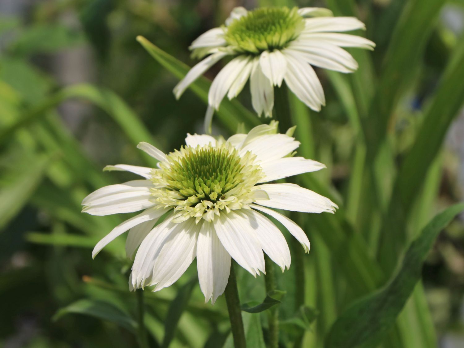 Purpur-Sonnenhut 'Vanilla Cupcake' ® - Echinacea purpurea 'Vanilla Cupcake' ®