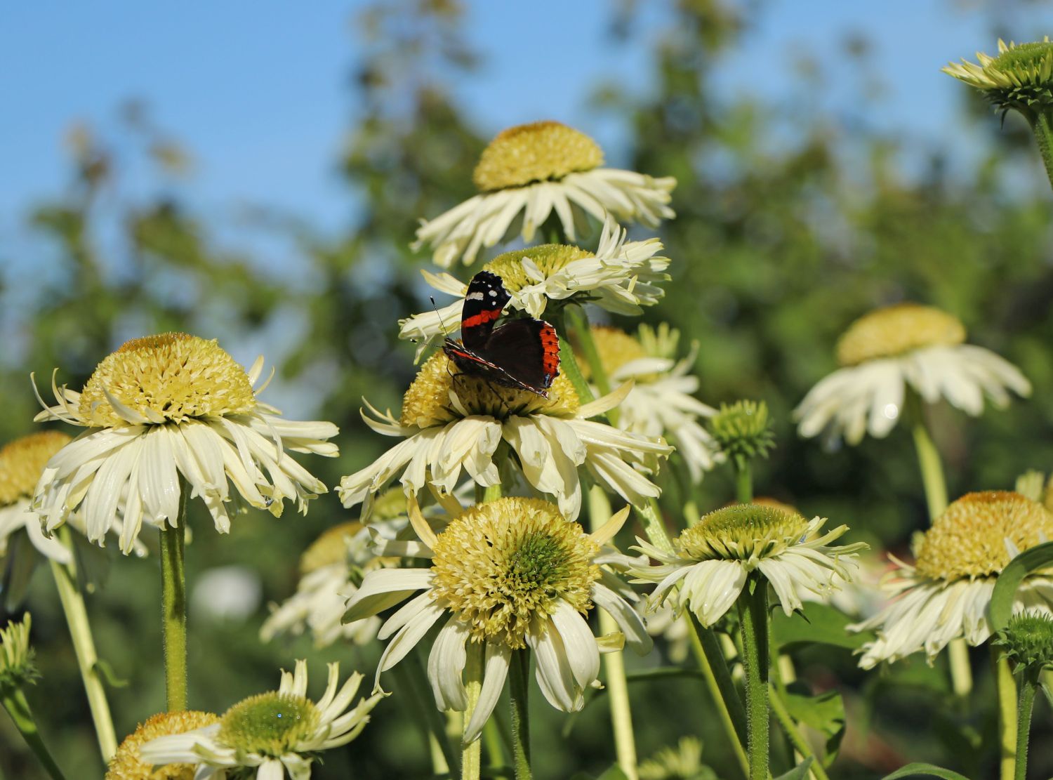 Purpur-Sonnenhut 'Vanilla Cupcake' ® - Echinacea purpurea 'Vanilla Cupcake' ®