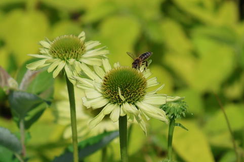 Purpur-Sonnenhut 'Verdana' - Echinacea purpurea 'Verdana'