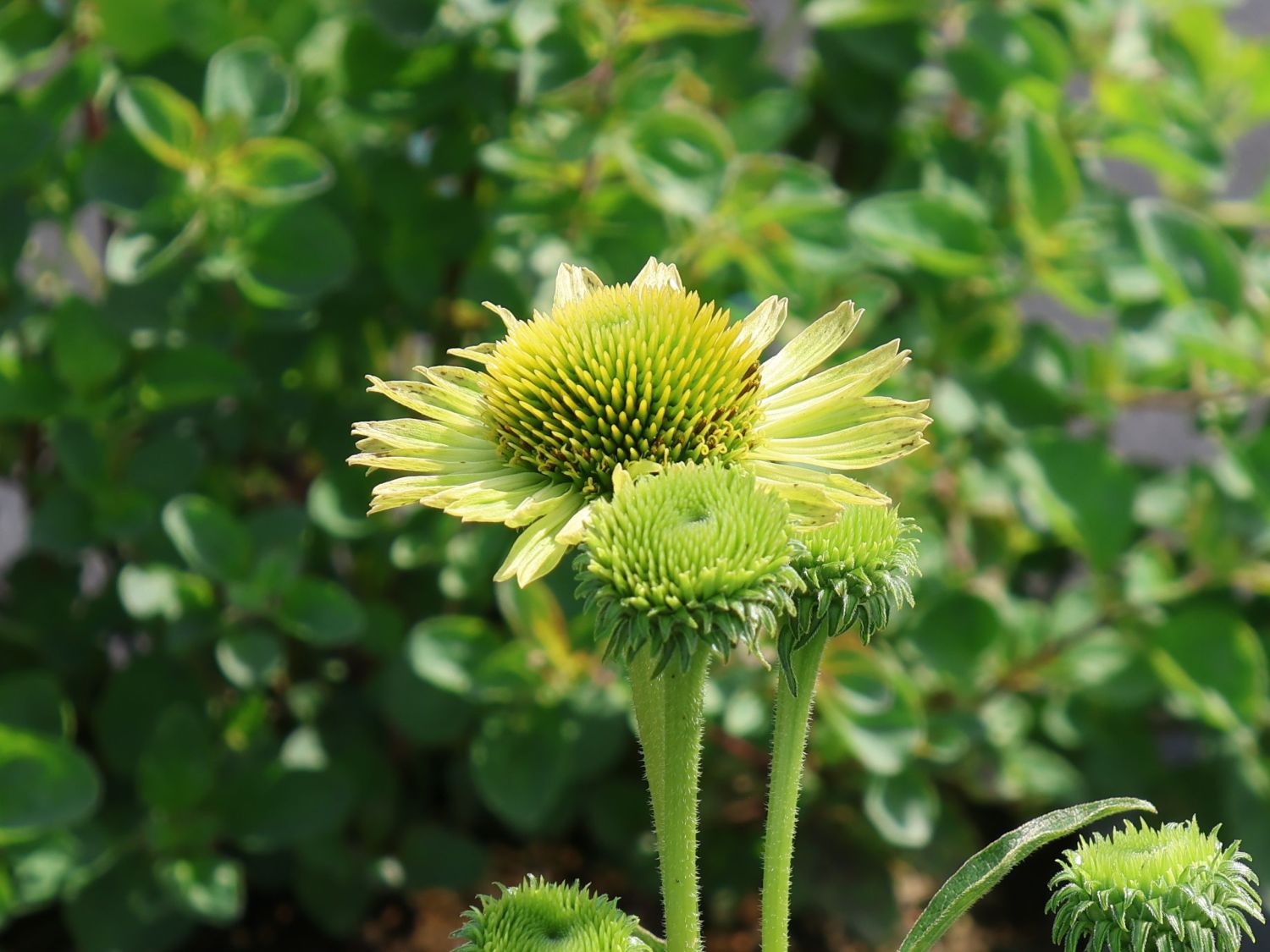 Purpur-Sonnenhut 'Verdana' - Echinacea purpurea 'Verdana'