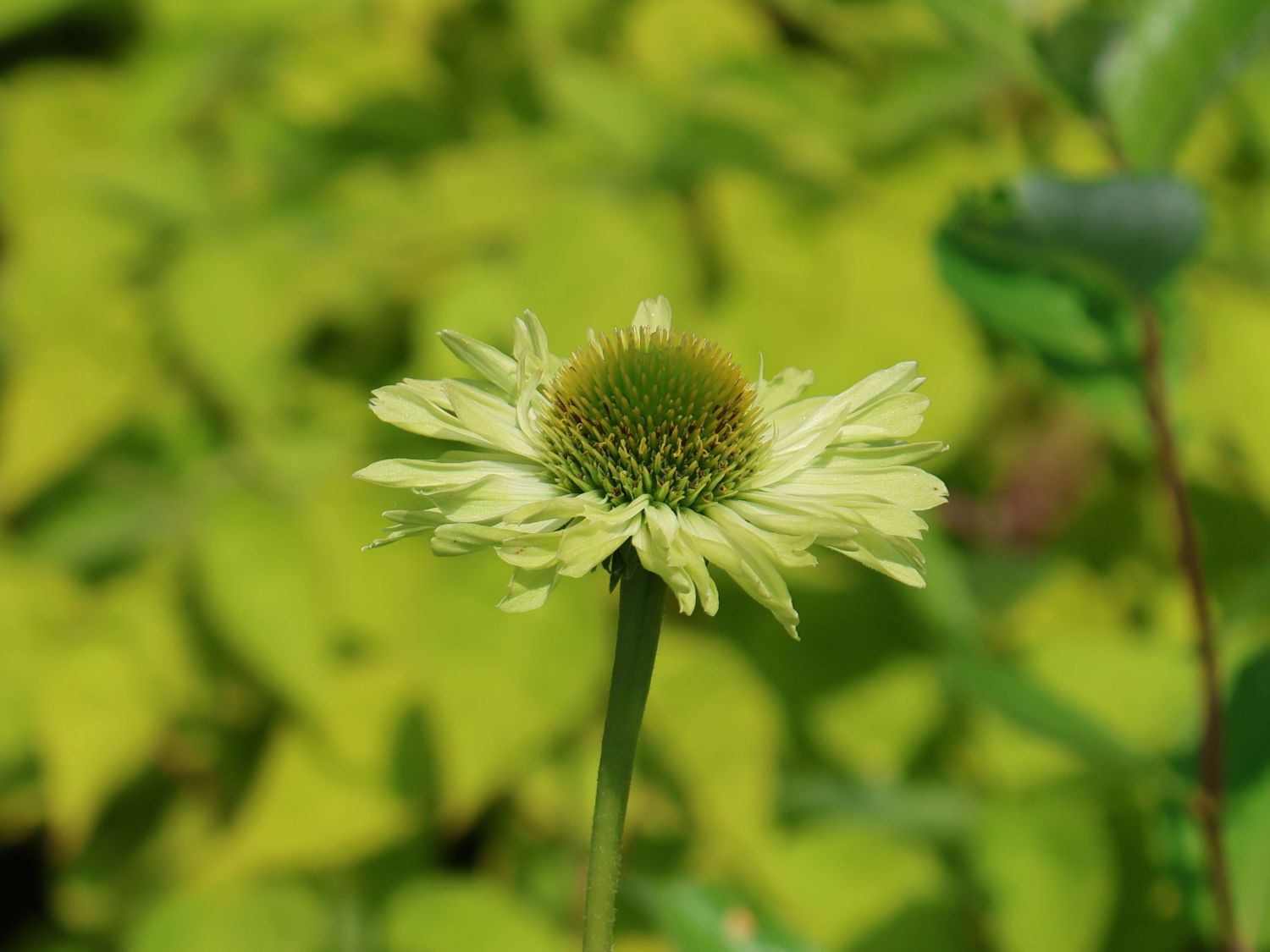 Purpur-Sonnenhut 'Verdana' - Echinacea purpurea 'Verdana'