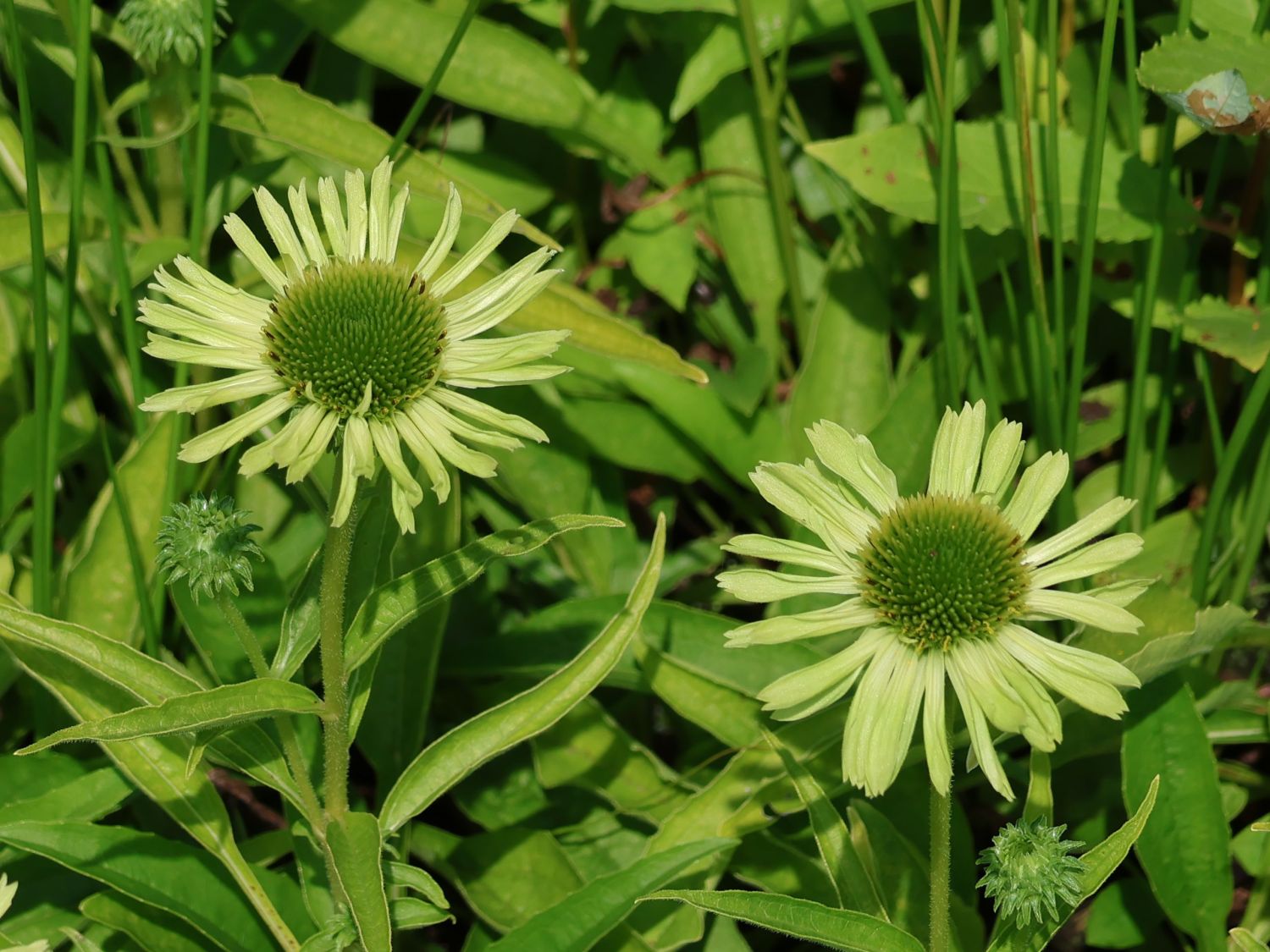 Purpur-Sonnenhut 'Verdana' - Echinacea purpurea 'Verdana'