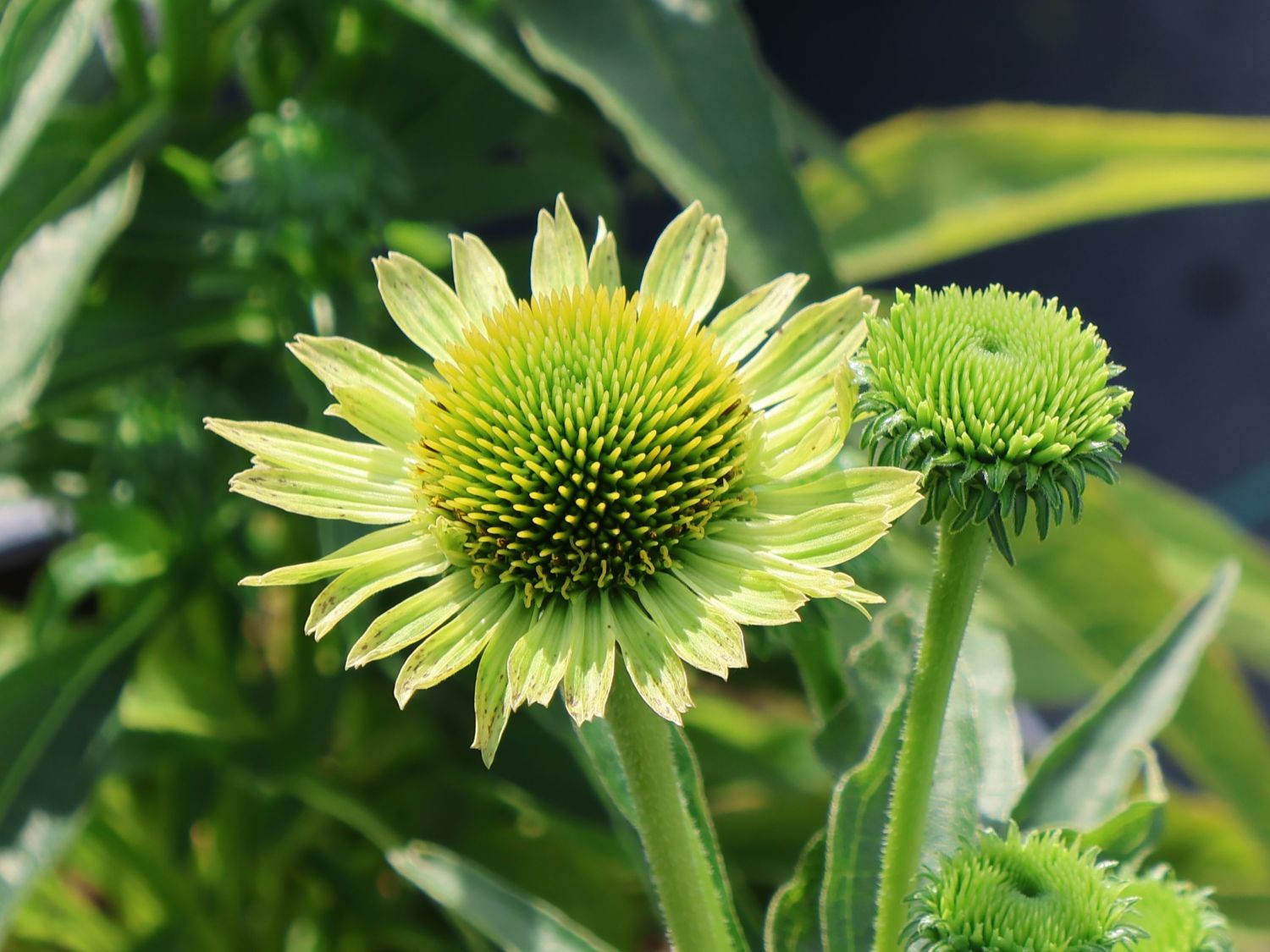 Purpur-Sonnenhut 'Verdana' - Echinacea purpurea 'Verdana'