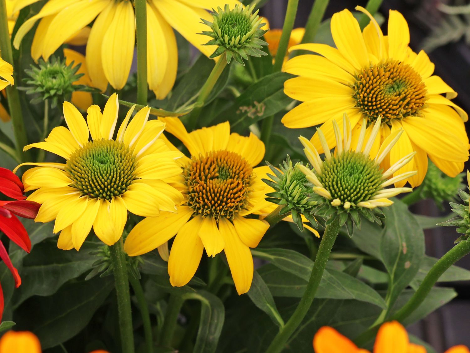 Purpur-Sonnenhut 'Yellow Passion'