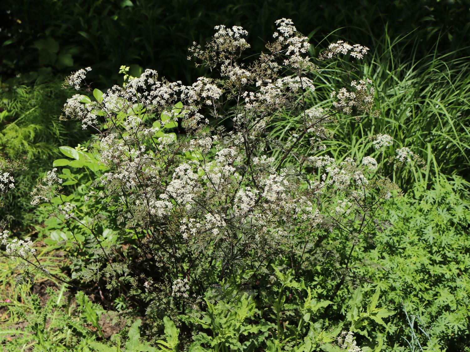 Purpur-Wiesen-Kerbel 'Ravenswing'