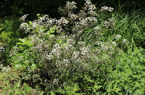 Purpur-Wiesen-Kerbel 'Ravenswing' - Anthriscus sylvestris 'Ravenswing'