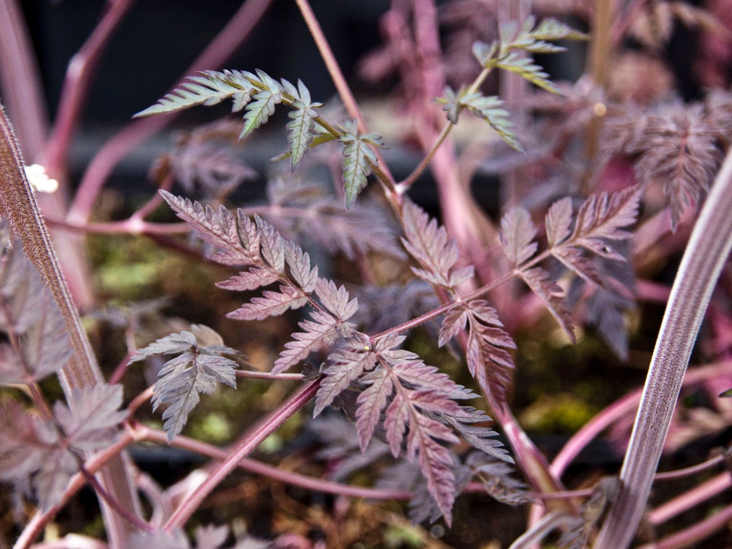 PurpurWiesenKerbel 'Ravenswing' Beste Sorten & StaudenWissen