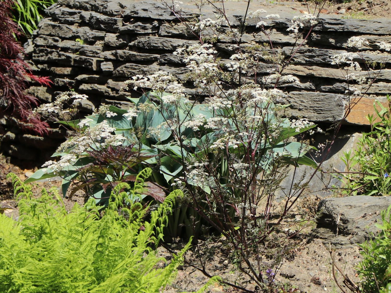 PurpurWiesenKerbel 'Ravenswing' Beste Sorten & StaudenWissen