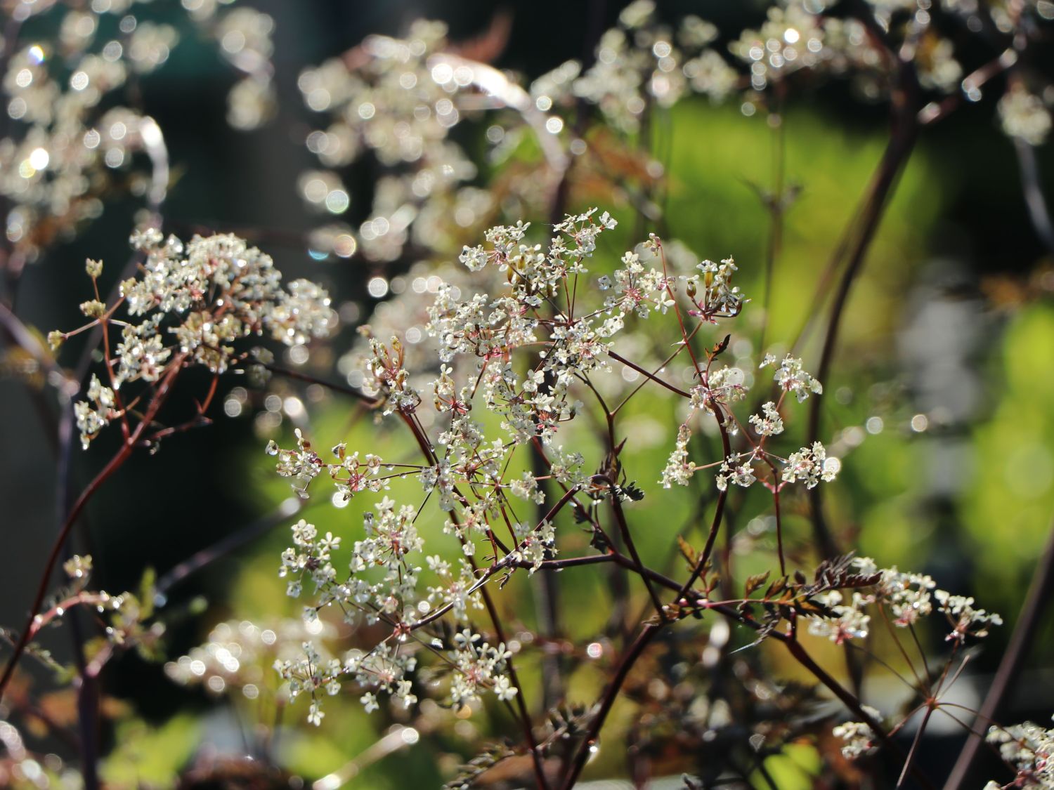 PurpurWiesenKerbel 'Ravenswing' Beste Sorten & StaudenWissen