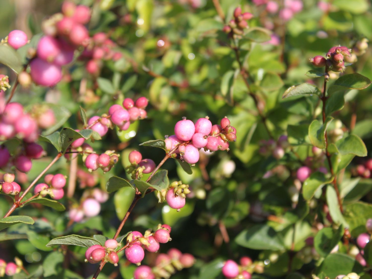 Schneebeeren (Symphoricarpos)