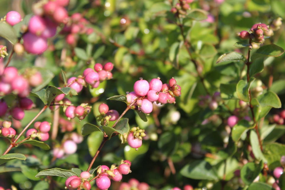 Purpurbeere / Knallerbsenstrauch 'Amethyst' ® - Symphoricarpos ...