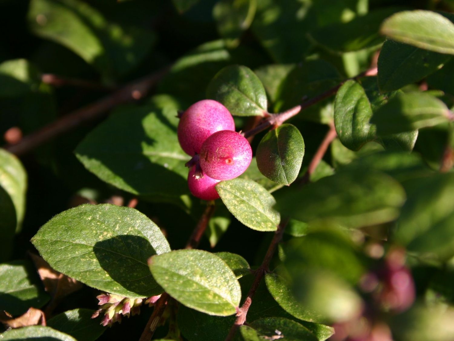 Purpurbeere - Symphoricarpos x chenaultii