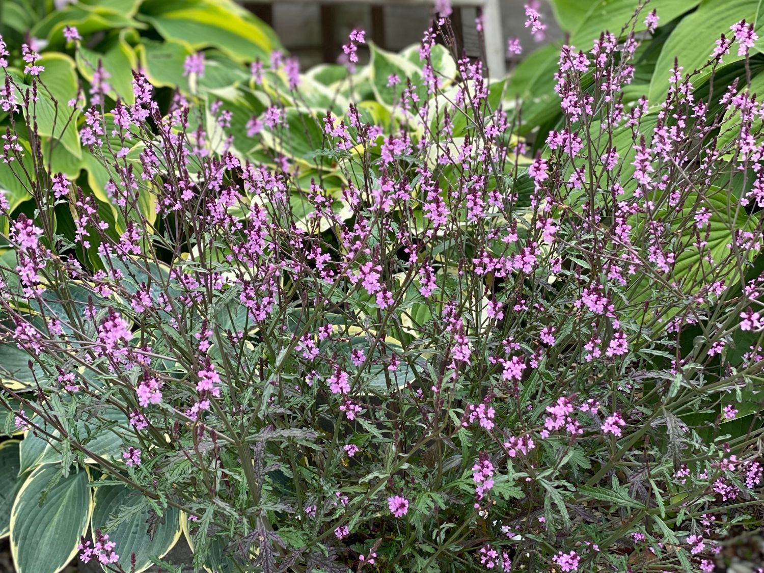 Purpurblättriges Eisenkraut 'Bampton'