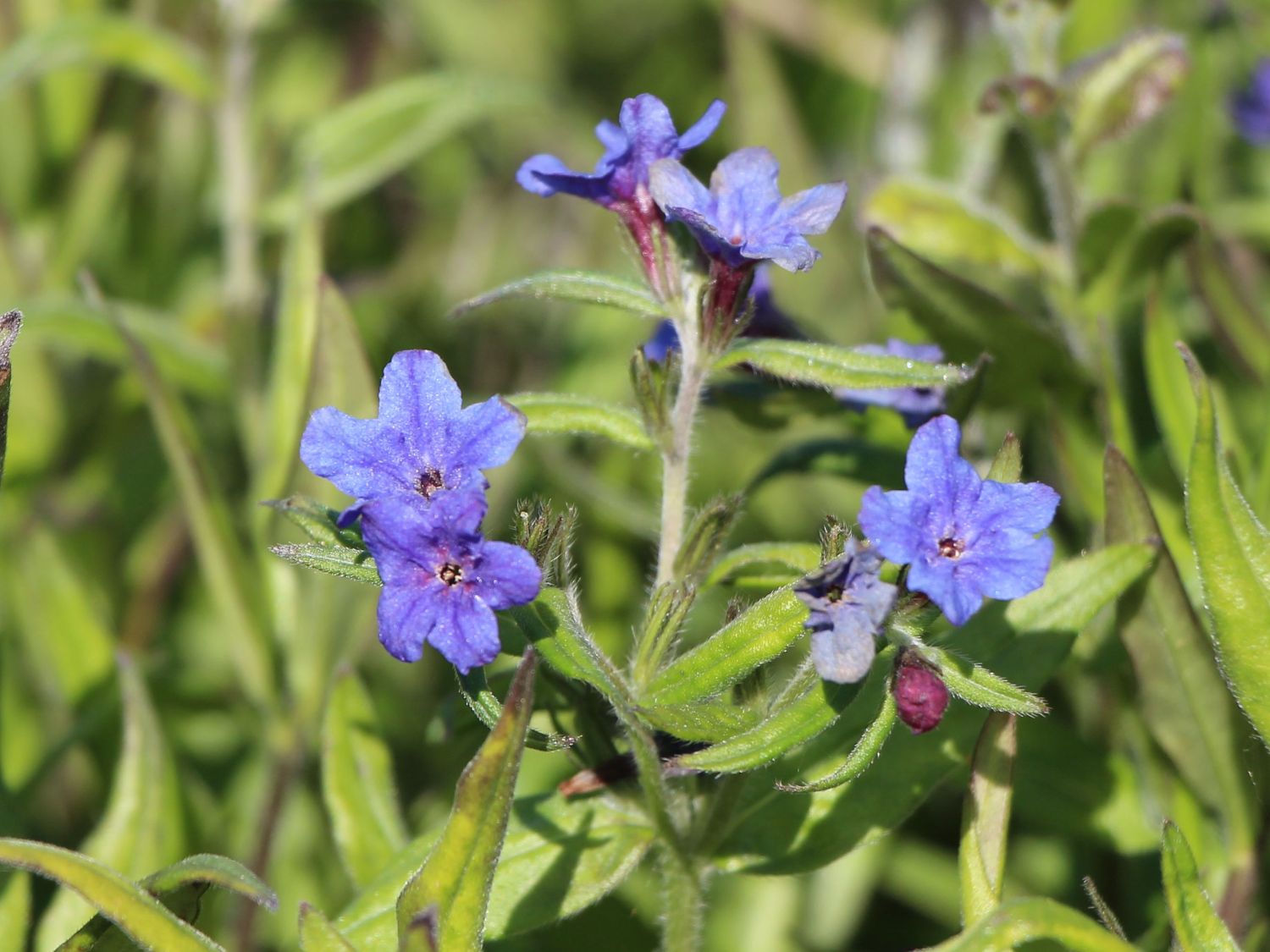 Purpurblauer Steinsame - Buglossoides purpurocaerulea