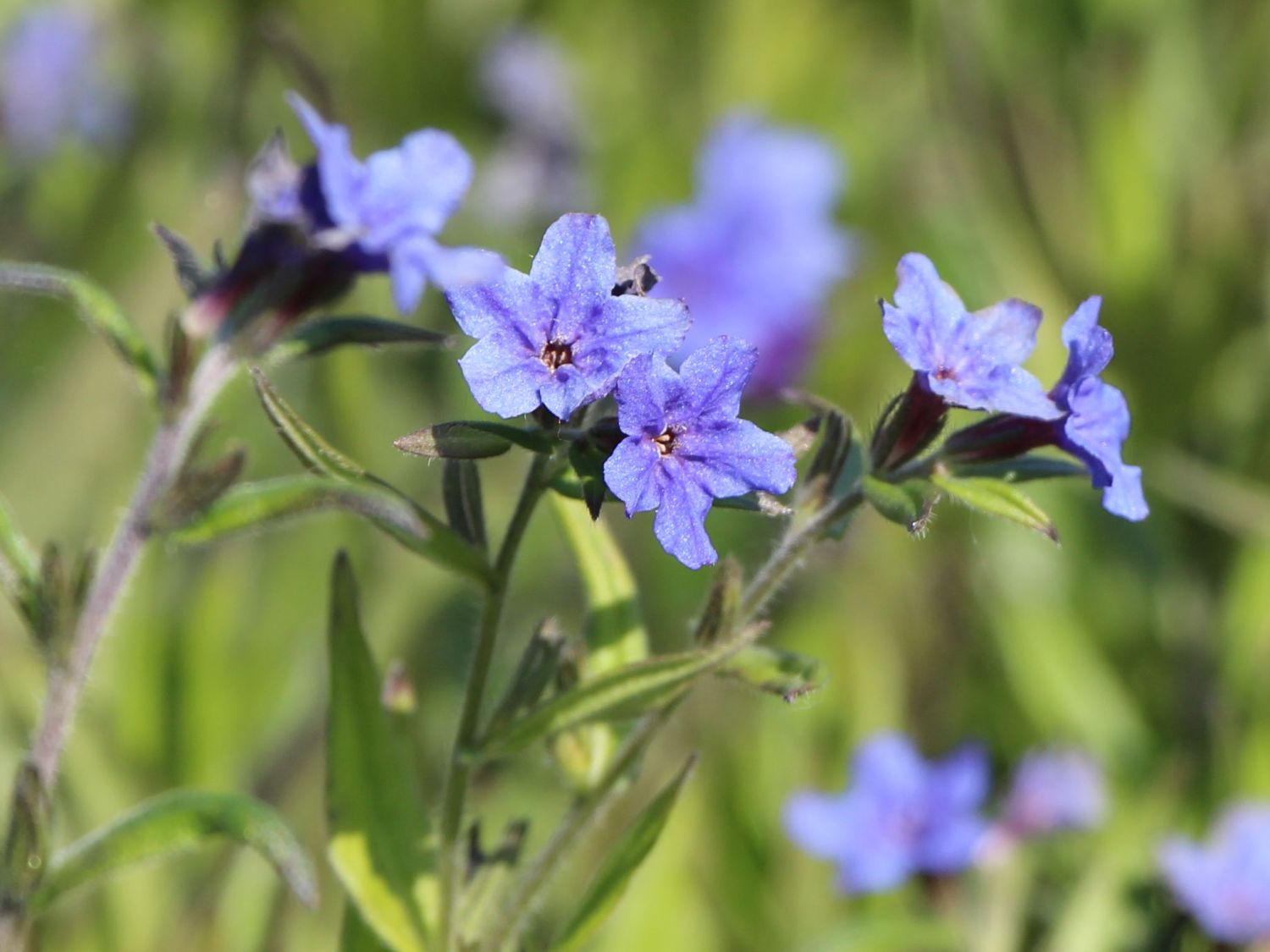 Rindszungen (Buglossoides)
