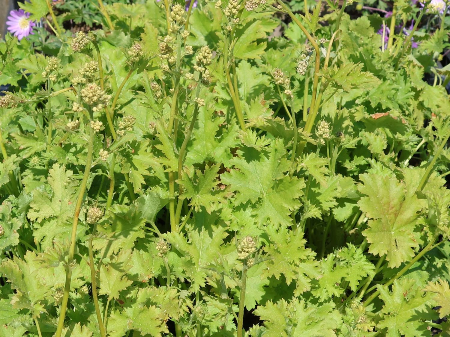 Purpurglöckchen 'Apple Crisp'