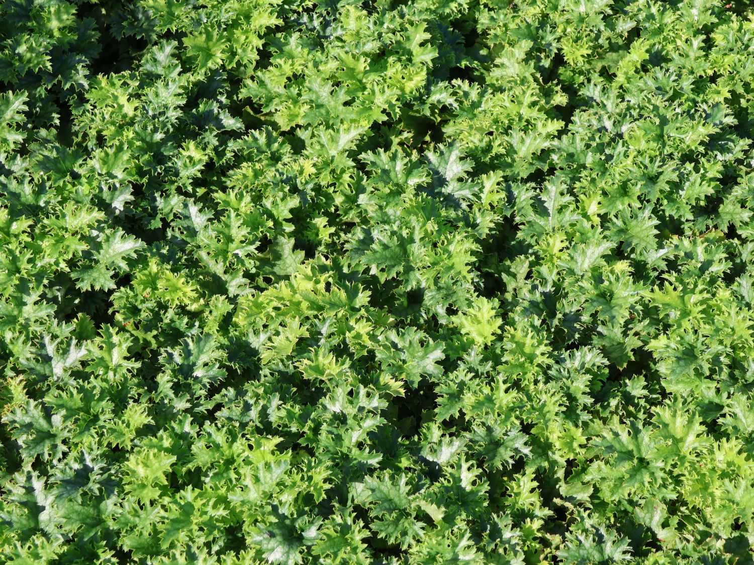 Purpurglöckchen 'Apple Crisp' - Heuchera x cultorum 'Apple Crisp'