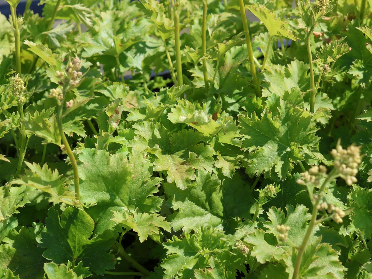 Purpurglöckchen 'Apple Crisp' - Heuchera x cultorum 'Apple Crisp'