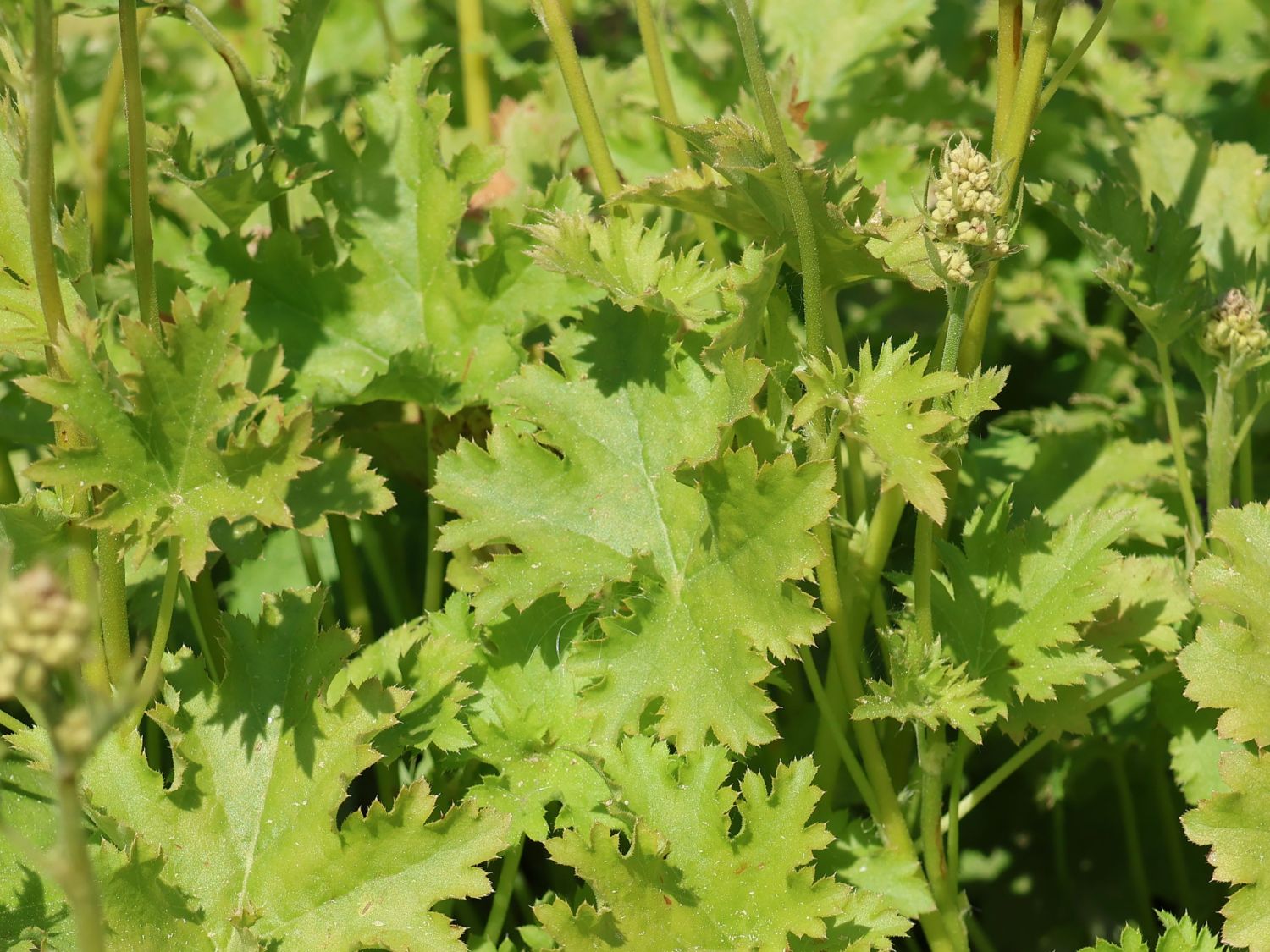 Purpurglöckchen 'Apple Crisp' - Heuchera x cultorum 'Apple Crisp'