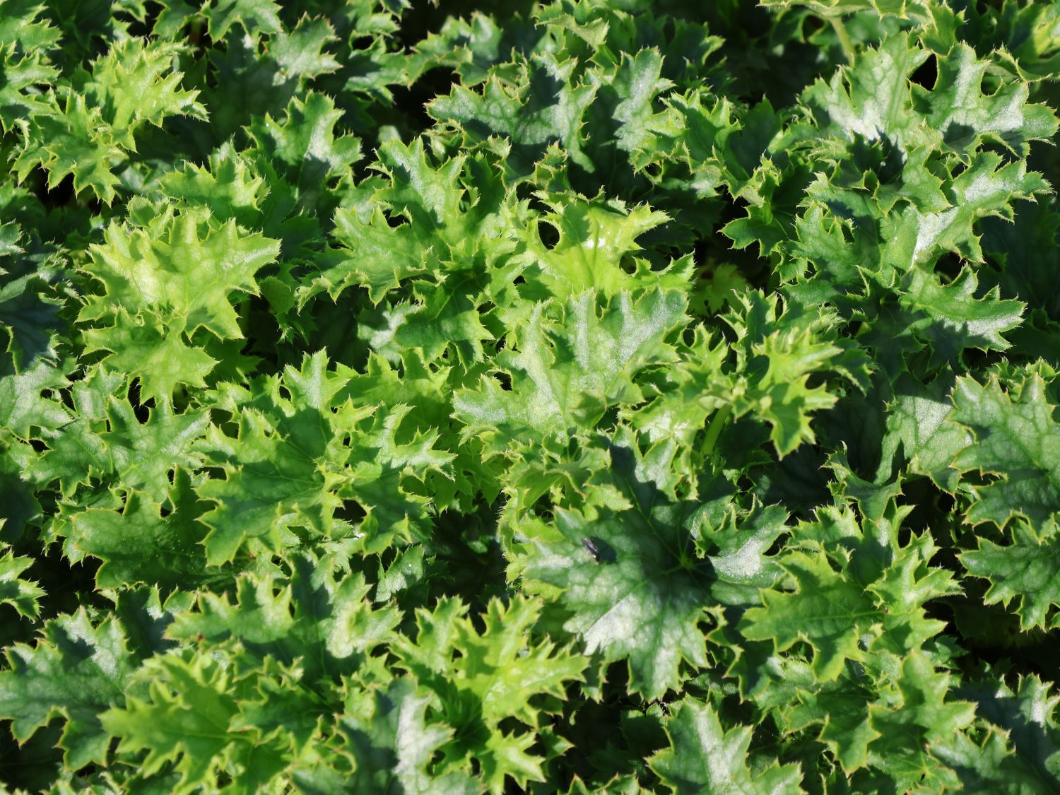 Purpurglöckchen 'Apple Crisp' - Heuchera x cultorum 'Apple Crisp'