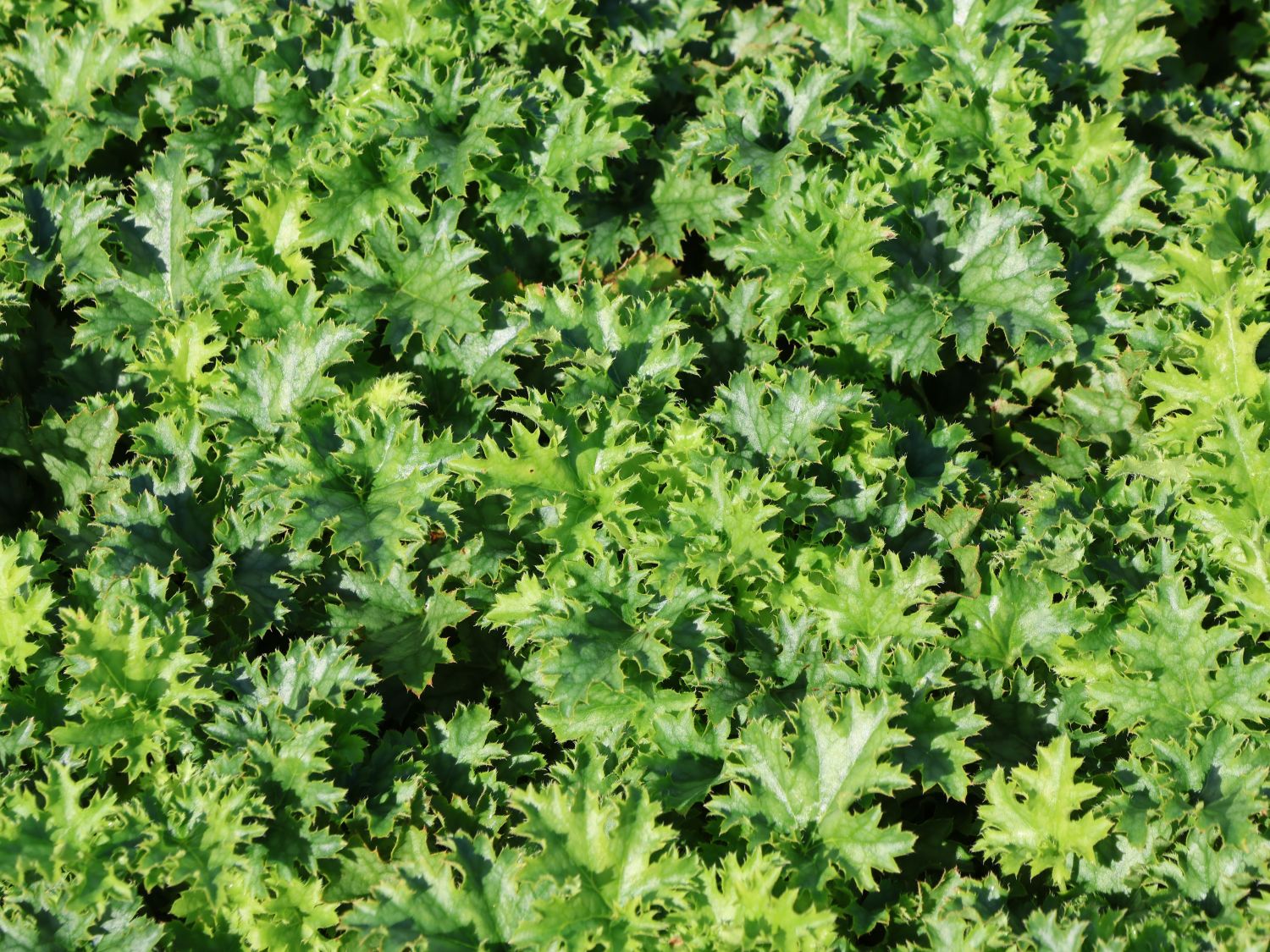 Purpurglöckchen 'Apple Crisp' - Heuchera x cultorum 'Apple Crisp'