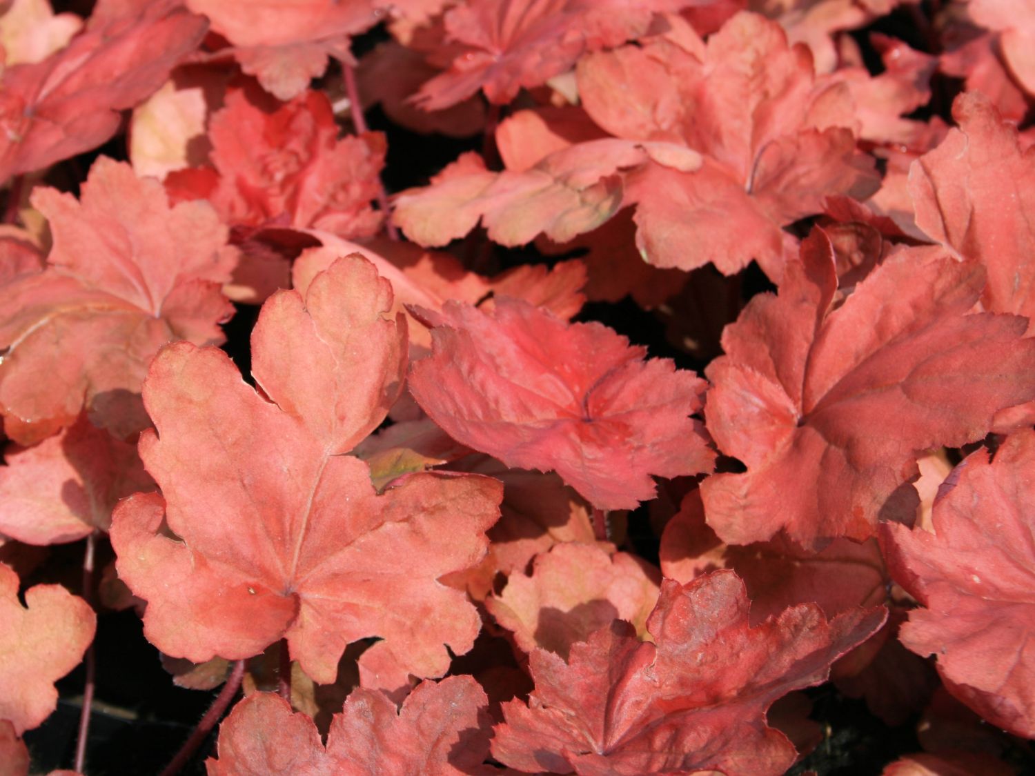 Purpurglöckchen 'Autumn Leaves' - Heuchera villosa 'Autumn Leaves'