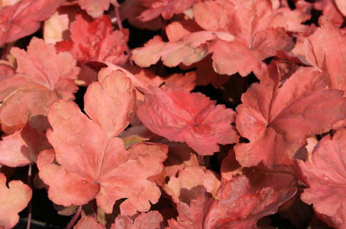 Purpurglöckchen 'Autumn Leaves' - Heuchera villosa 'Autumn Leaves'