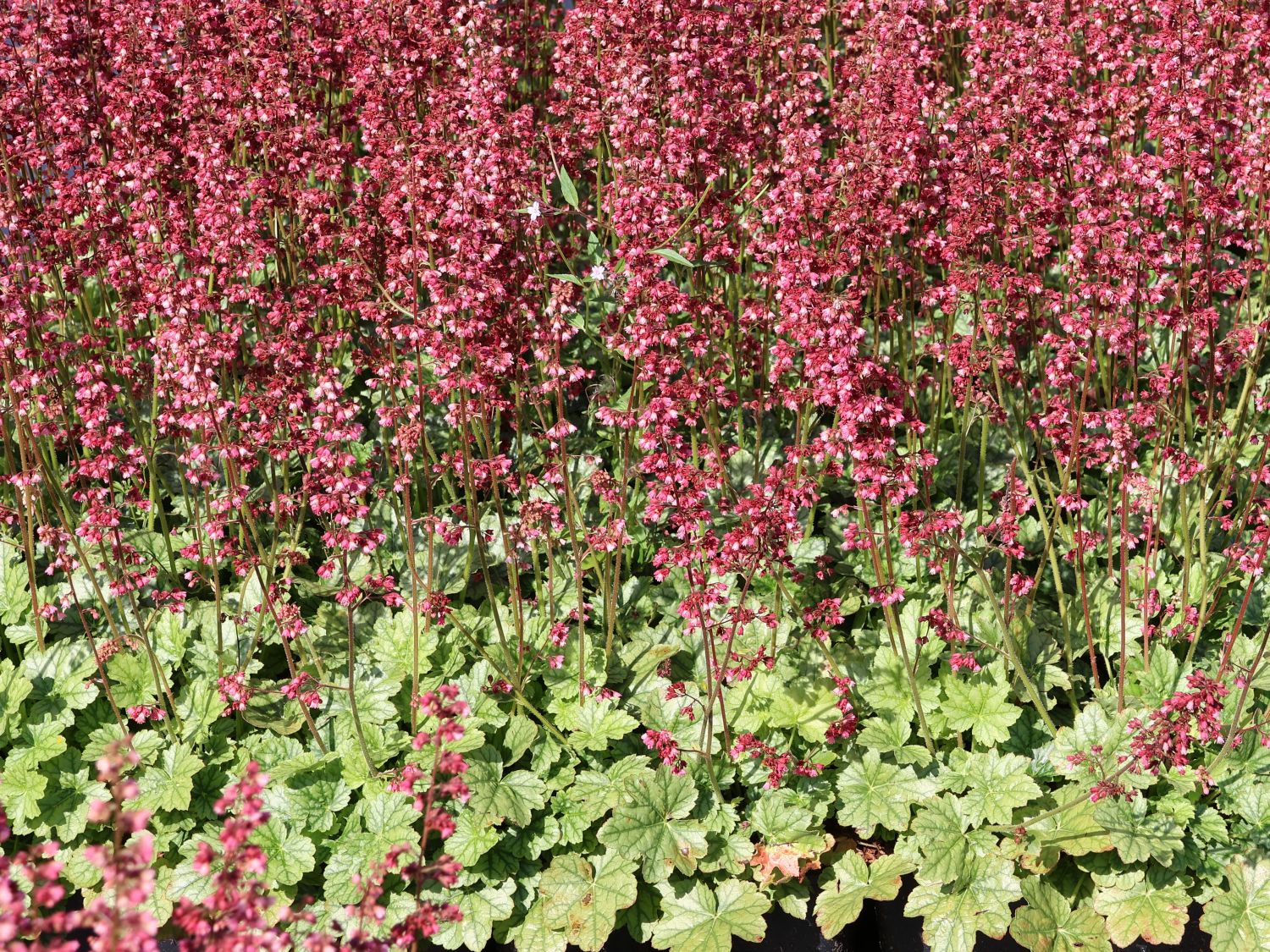 Purpurglöckchen 'Berry Timeless'