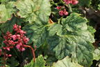 Purpurglöckchen 'Berry Timeless' - Heuchera x cultorum 'Berry Timeless'