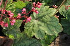 Purpurglöckchen 'Berry Timeless' - Heuchera x cultorum 'Berry Timeless'