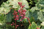Purpurglöckchen 'Berry Timeless' - Heuchera x cultorum 'Berry Timeless'