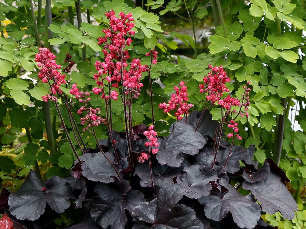 Purpurglöckchen 'Black Forest Cake'