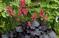 Purpurglöckchen 'Black Forest Cake'