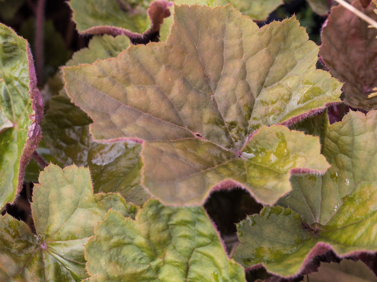 Purpurglöckchen 'Brownies'