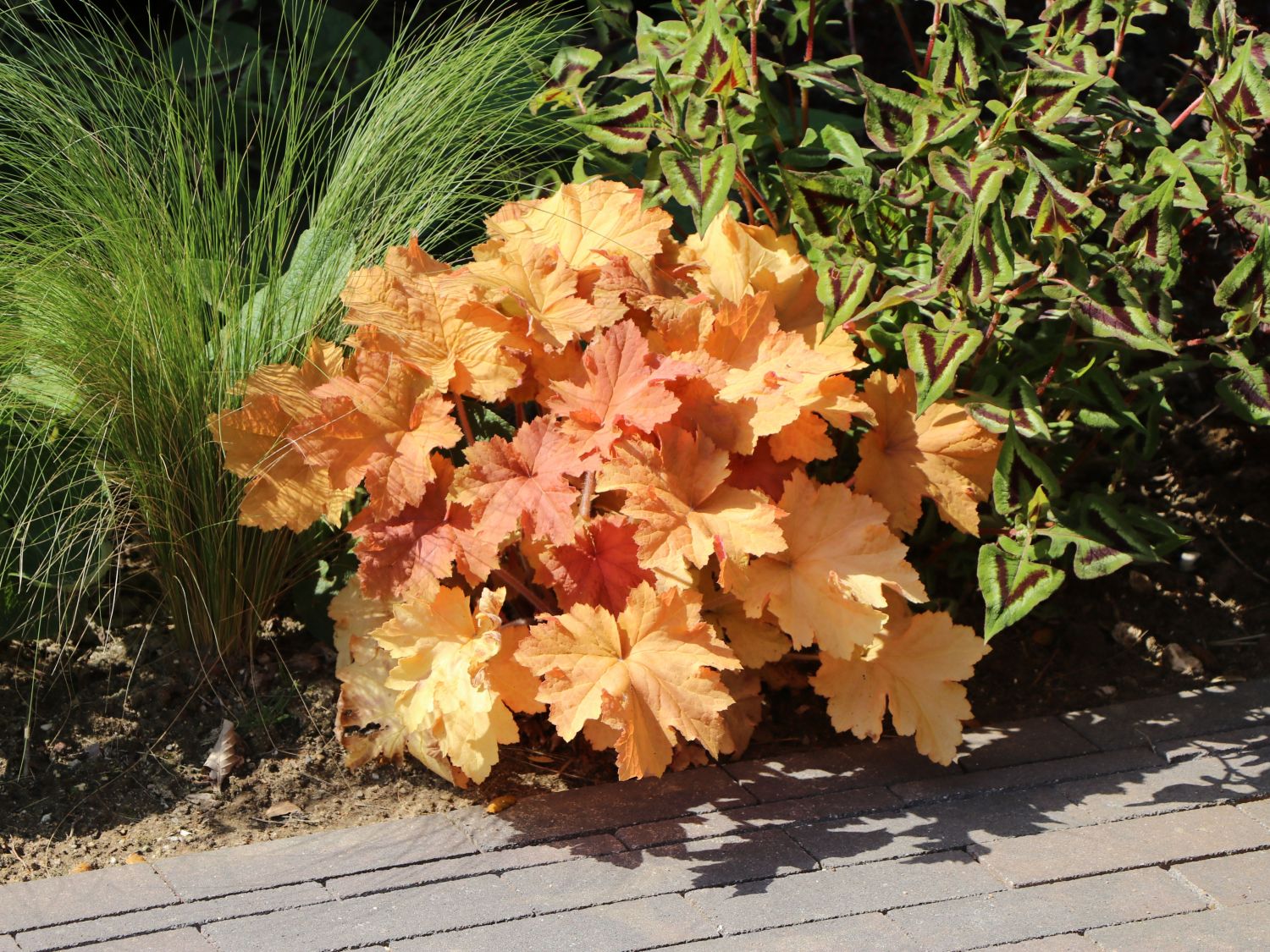 Purpurglöckchen 'Caramel' ®