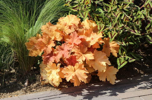 Purpurglöckchen 'Caramel' ® - Heuchera villosa 'Caramel' ®