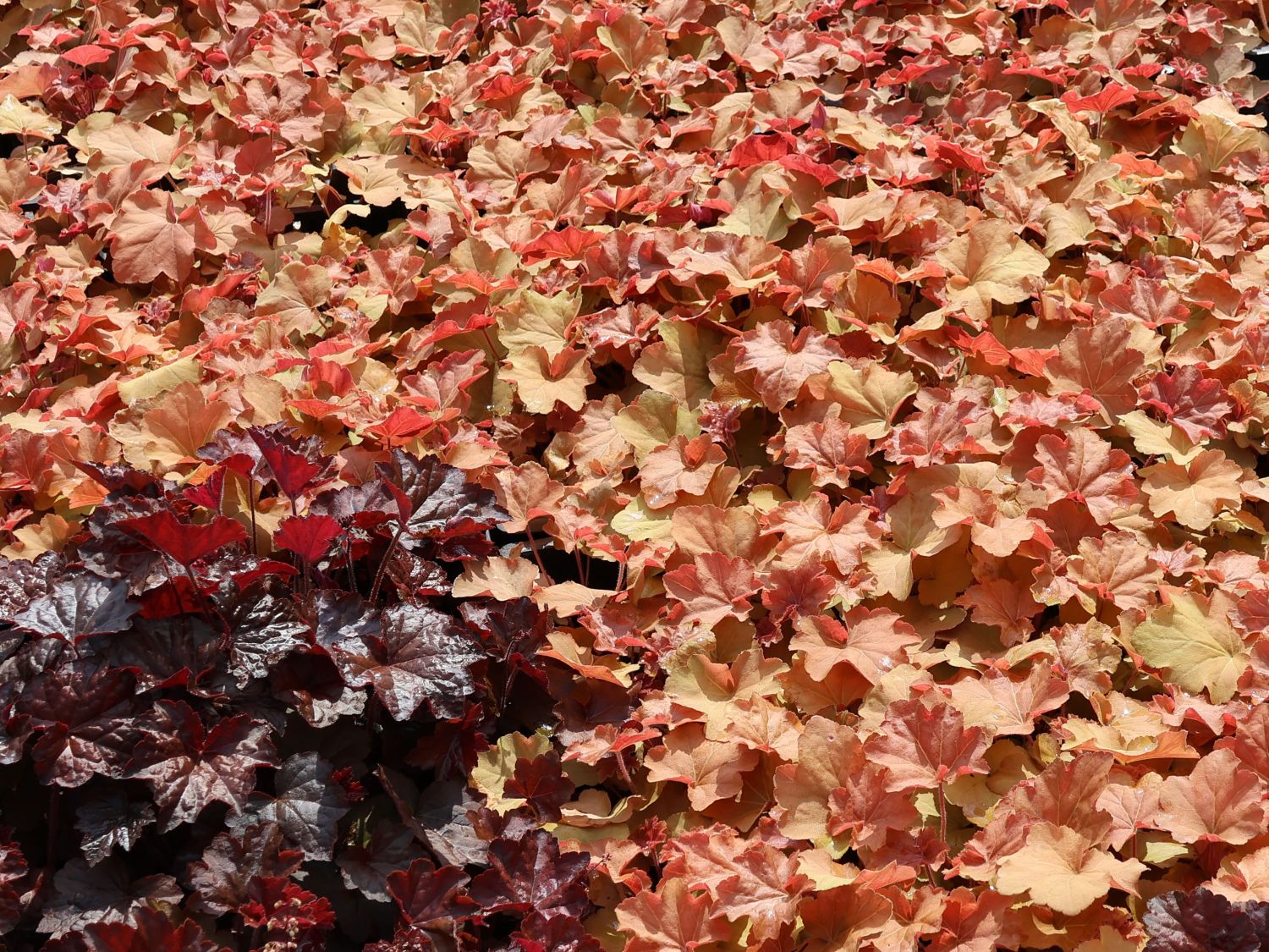 Purpurglöckchen &lsquo;Caramel&rsquo;