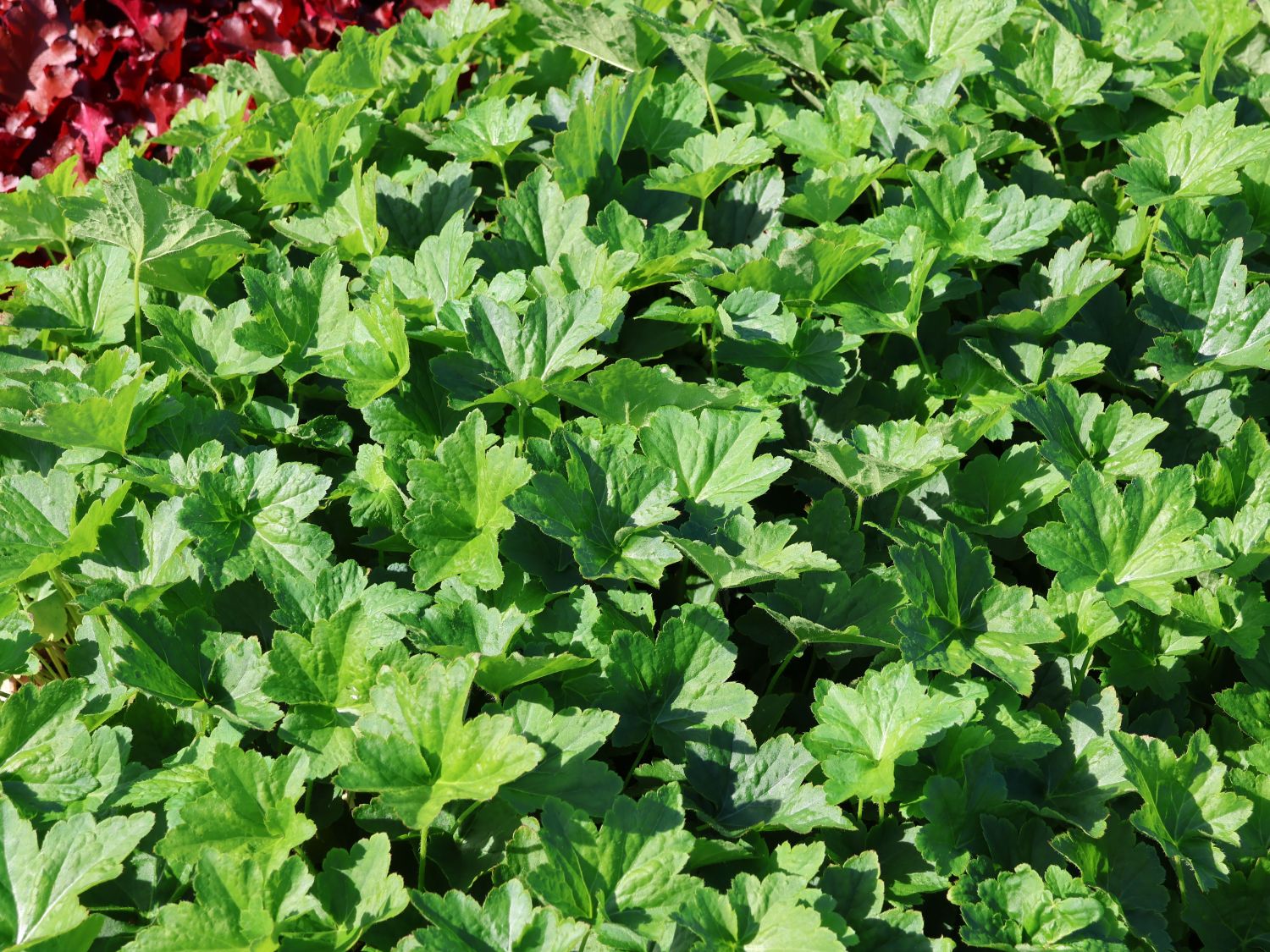 Purpurglöckchen 'Chantilly'