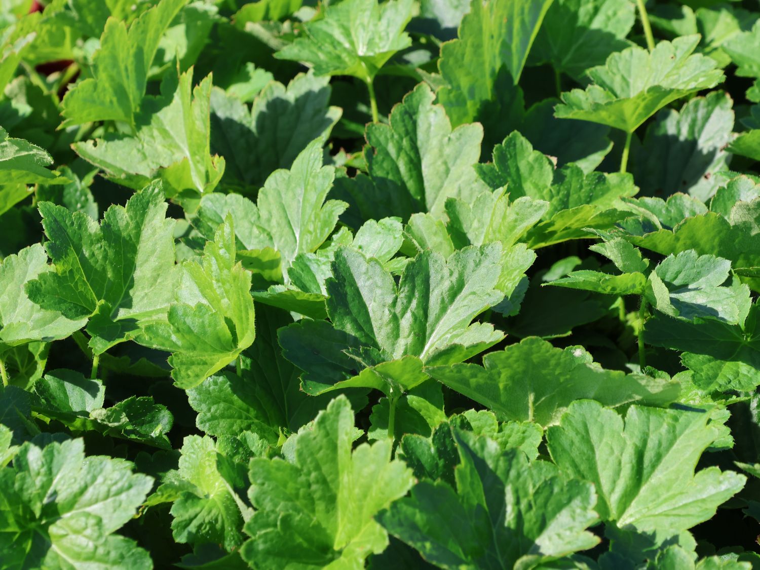Purpurglöckchen 'Chantilly' - Heuchera villosa 'Chantilly'