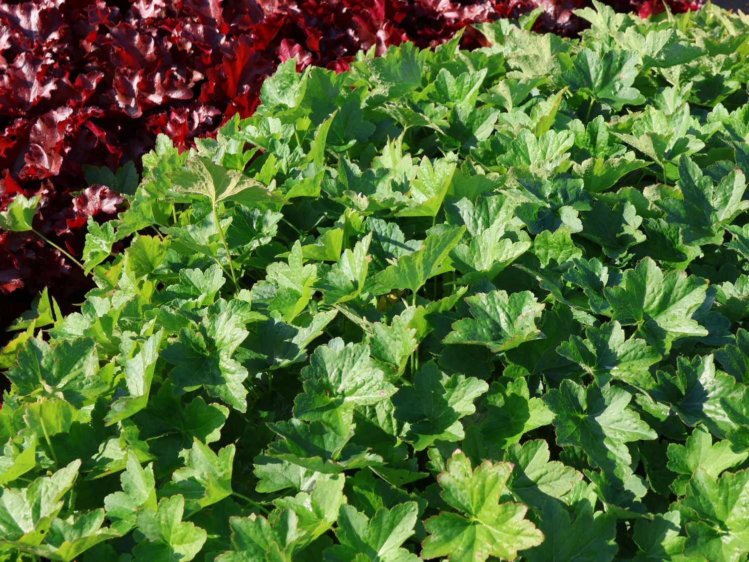 Purpurglöckchen 'Chantilly' - Heuchera villosa 'Chantilly'