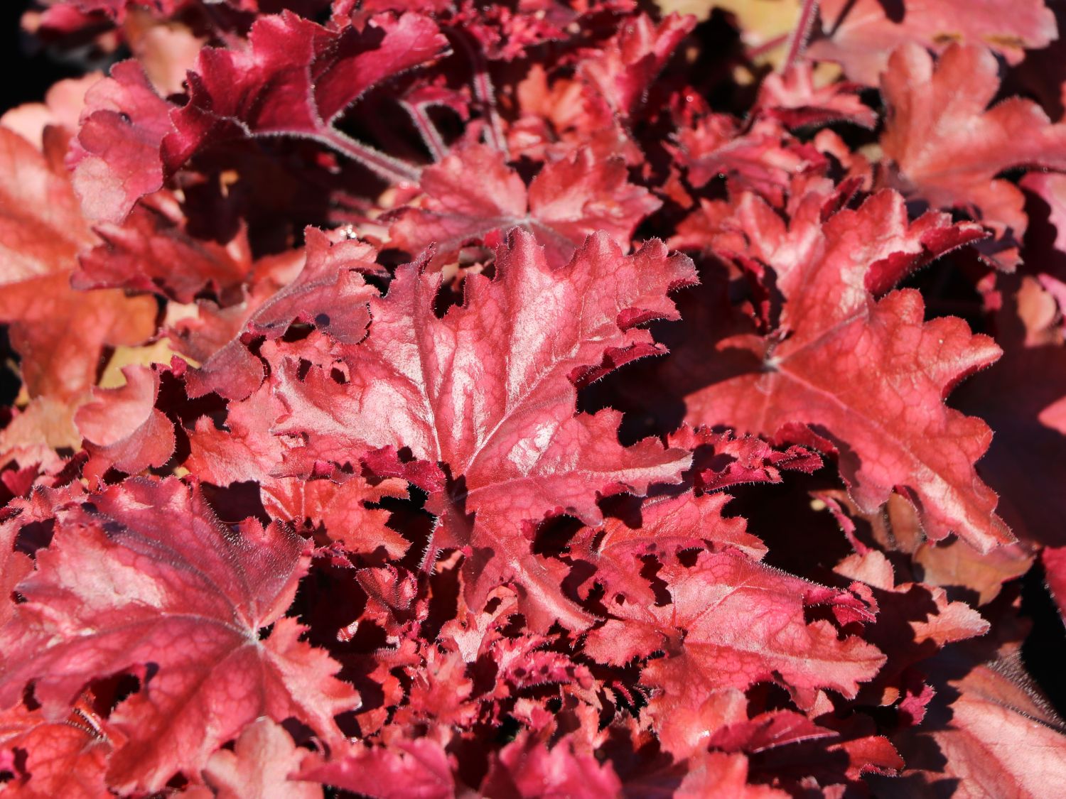 Purpurglöckchen 'Chateau Rouge'