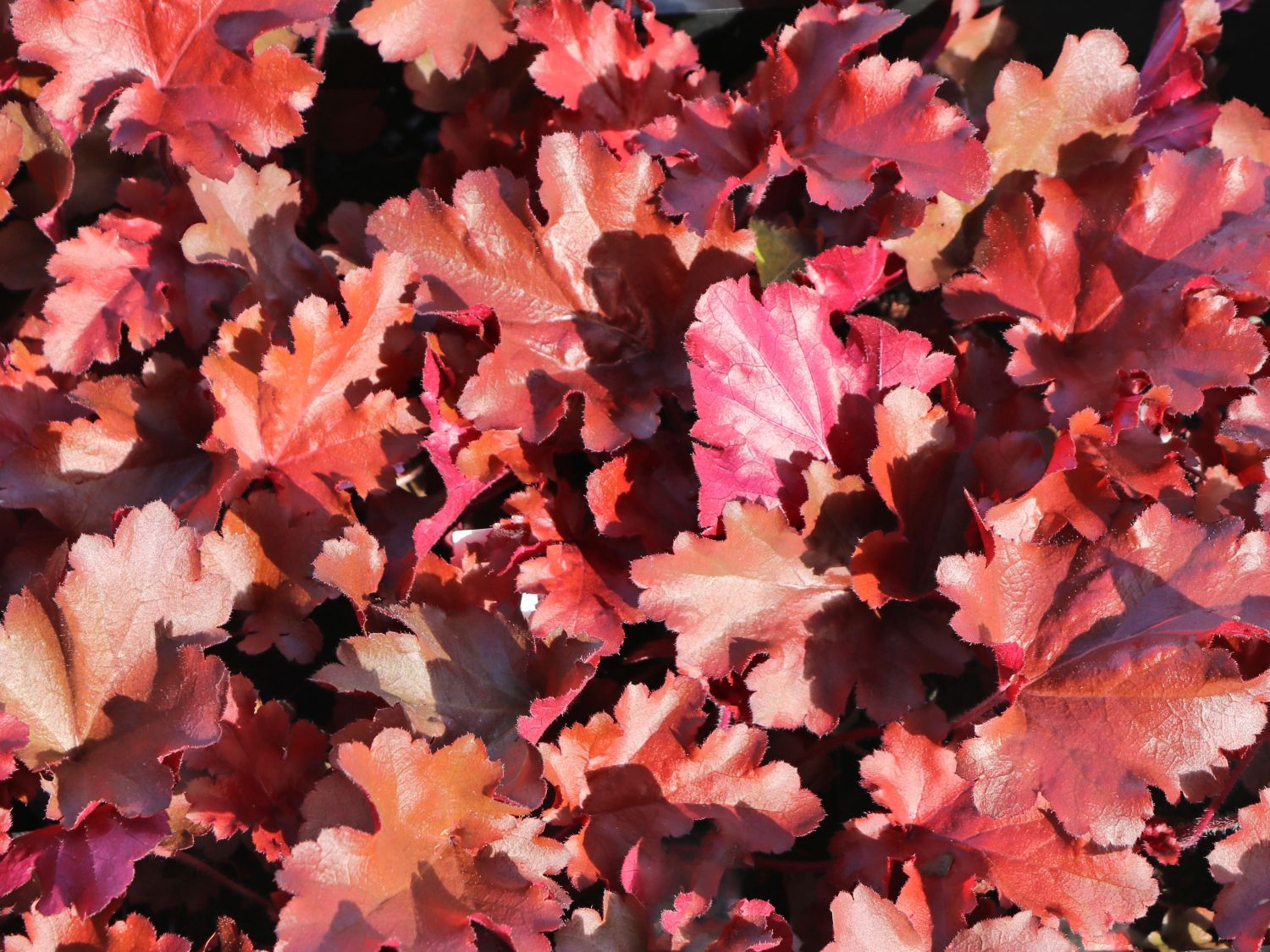 Purpurglöckchen 'Cherry Truffles'