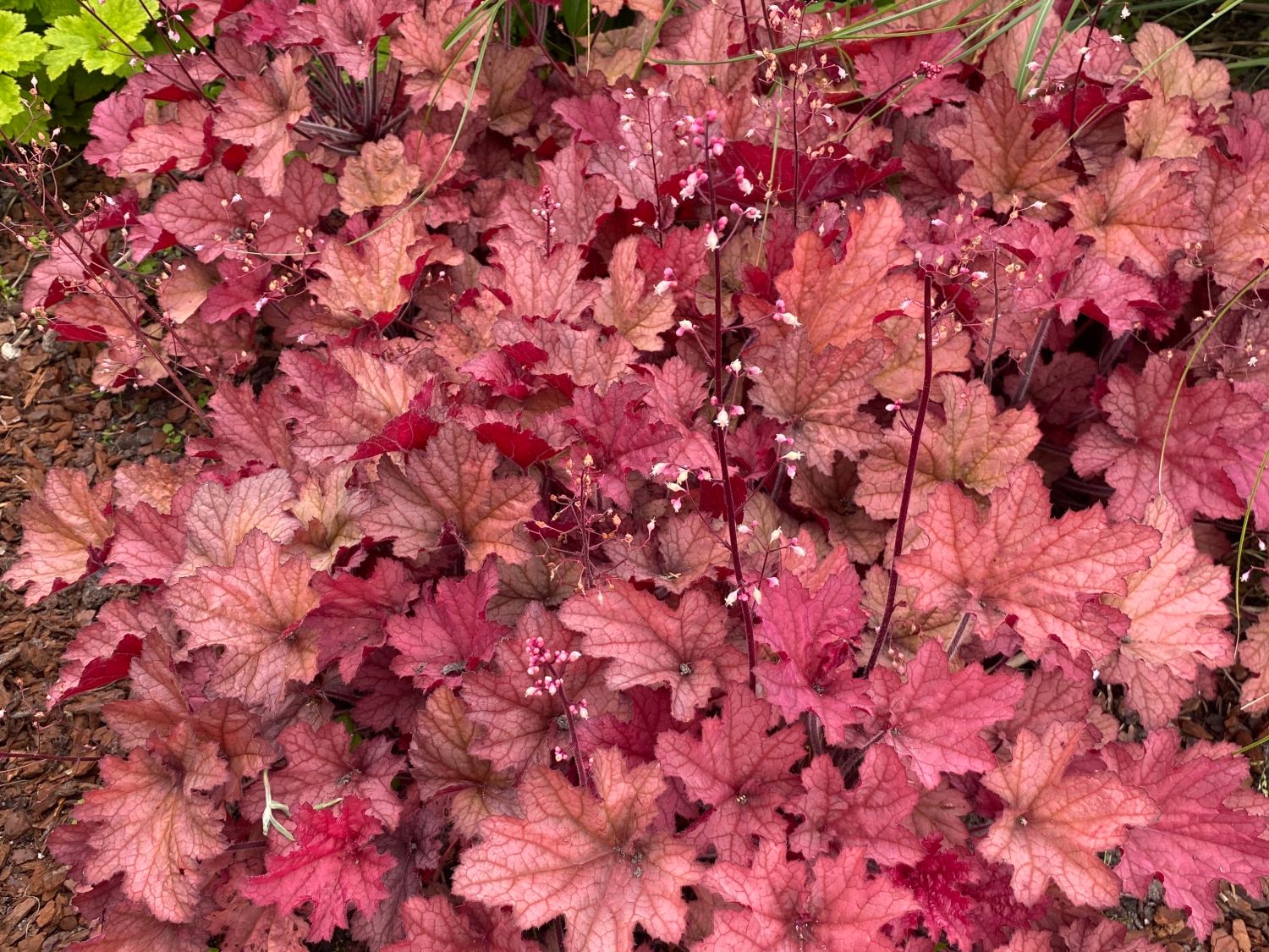Purpurglöckchen 'Coralberry'