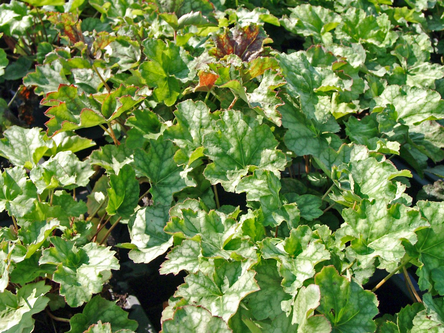 Purpurglöckchen 'Dale' - Heuchera americana 'Dale'