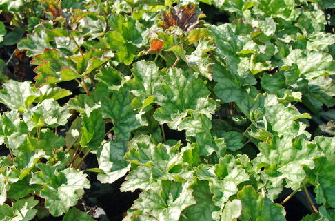 Purpurglöckchen 'Dale' - Heuchera americana 'Dale'