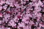 Purpurglöckchen 'Forever Purple' - Heuchera x cultorum 'Forever Purple'
