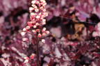 Purpurglöckchen 'Forever Purple' - Heuchera x cultorum 'Forever Purple'