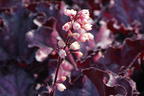 Purpurglöckchen 'Forever Purple' - Heuchera x cultorum 'Forever Purple'