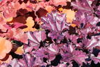 Purpurglöckchen 'Forever Purple' - Heuchera x cultorum 'Forever Purple'