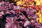 Purpurglöckchen 'Forever Purple' - Heuchera x cultorum 'Forever Purple'